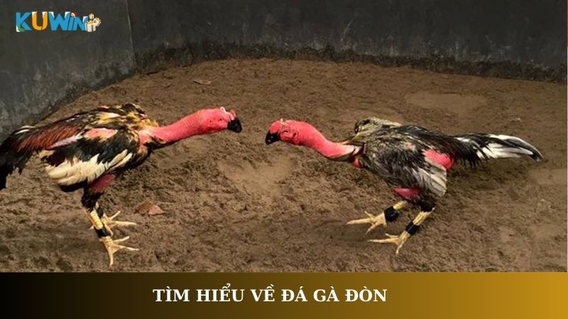 Tìm hiểu về đá gà đòn